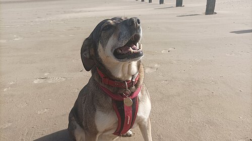 Dog on a beach